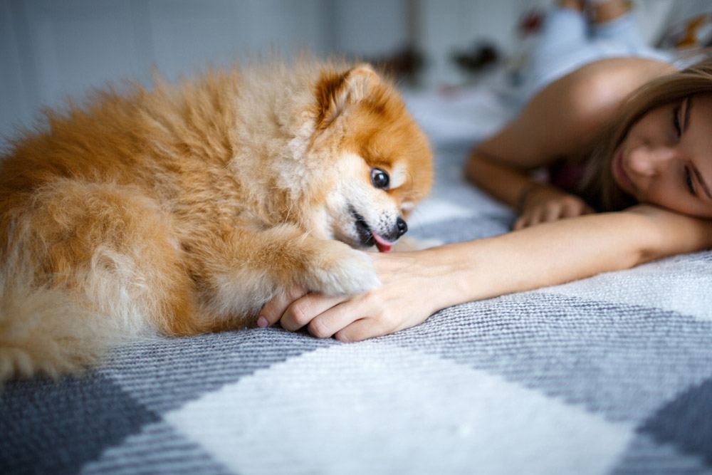 pomeranian dog licking the hand of owner on bed
