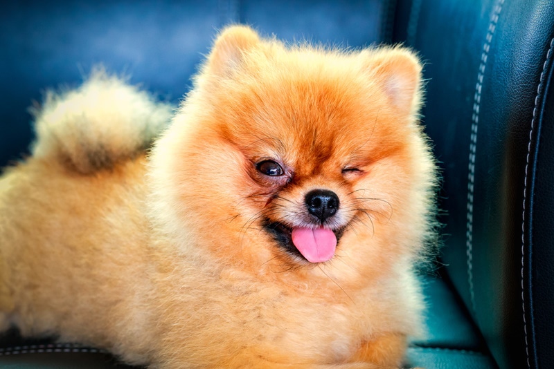 pomeranian dog winking