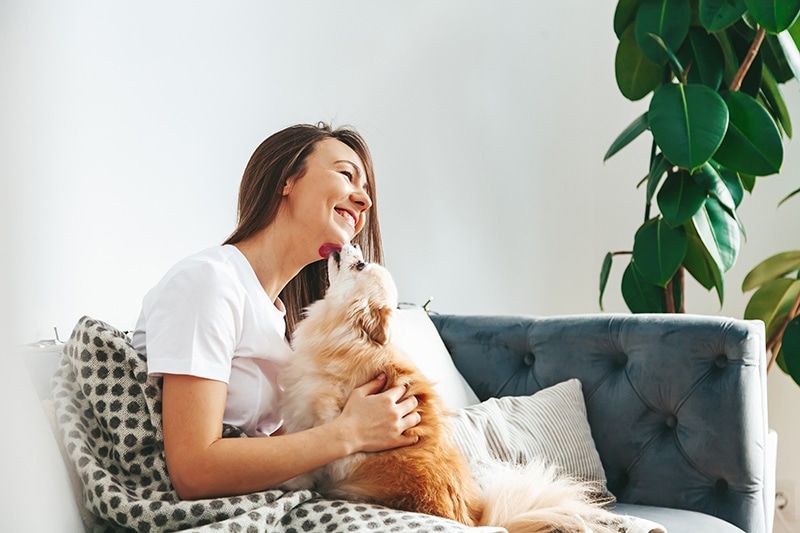 pomeranian licking its owner