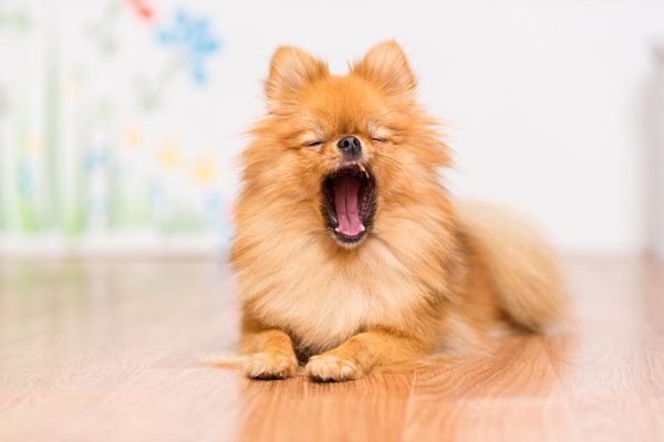 pomeranian-on-the-floor-yawning