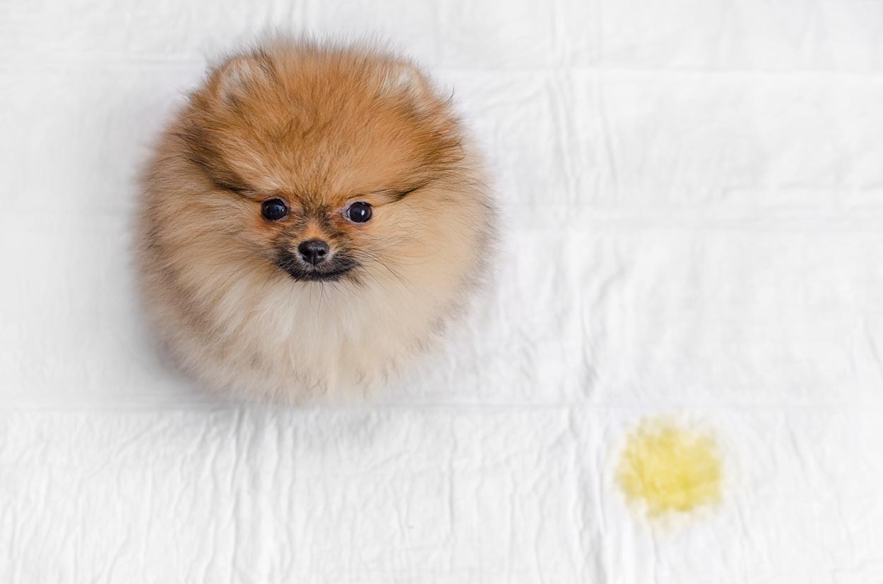 pomeranian-peed-in-the-bed