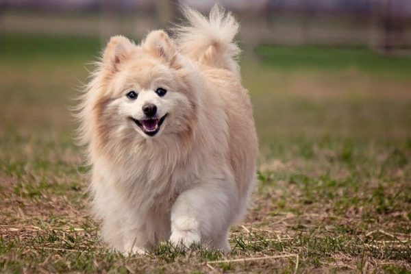 pomeranian playing outdoors