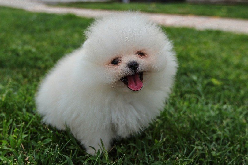 pomeranian_BLACK17BG, Pixabay