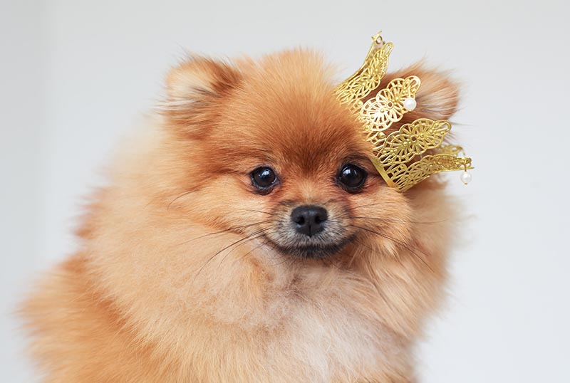 pomeranian spitz with a crown on head