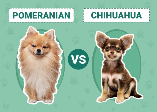 Pomeranian vs Chihuahua