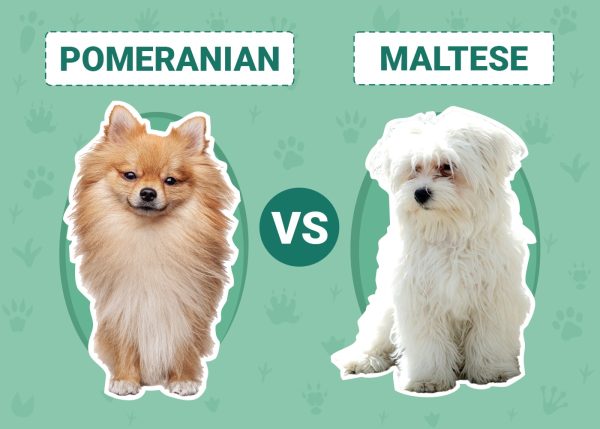 Pomeranian vs Maltese