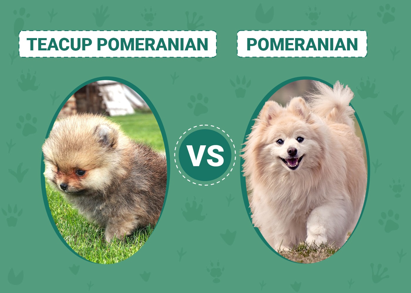 Teacup Pomeranian vs. Pomeranian The Differences (With Pictures) Dogster