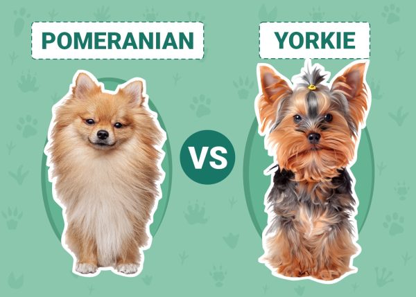 Pomeranian vs Yorkie