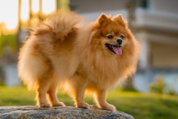 brown pomeranian standing on a rock