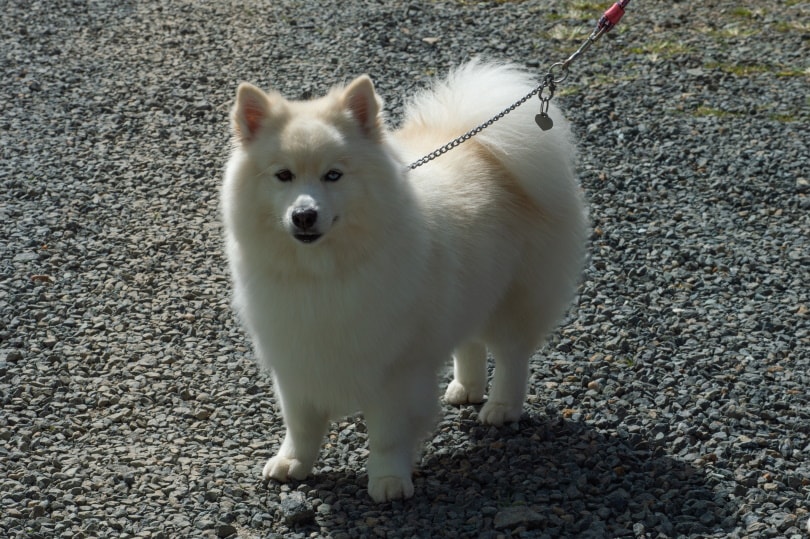 pomsky dog standing on the ground