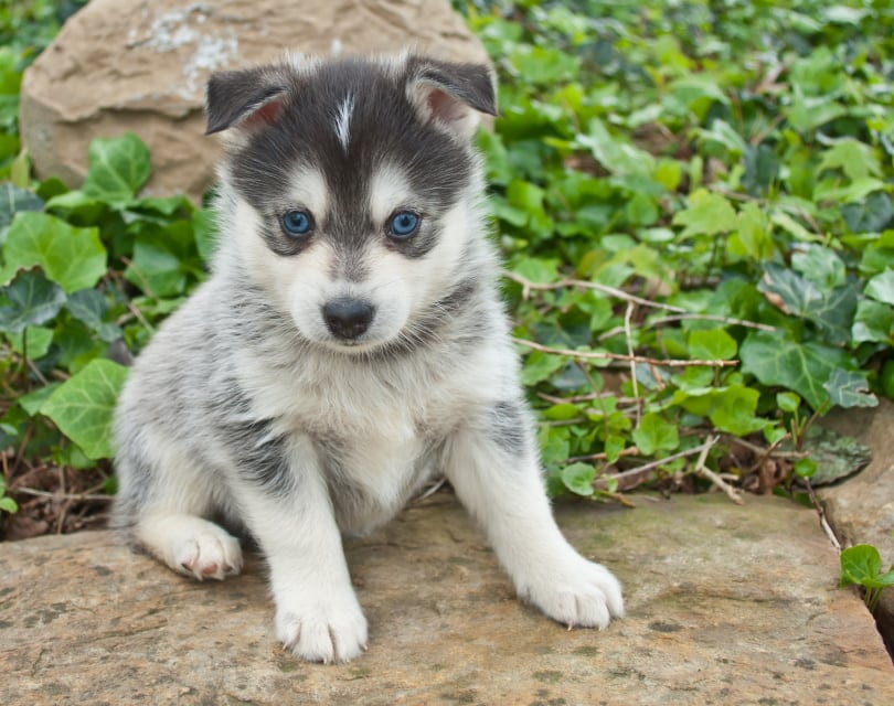 pomsky puppy sitting