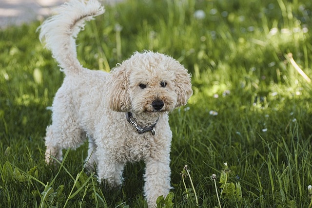 poodle