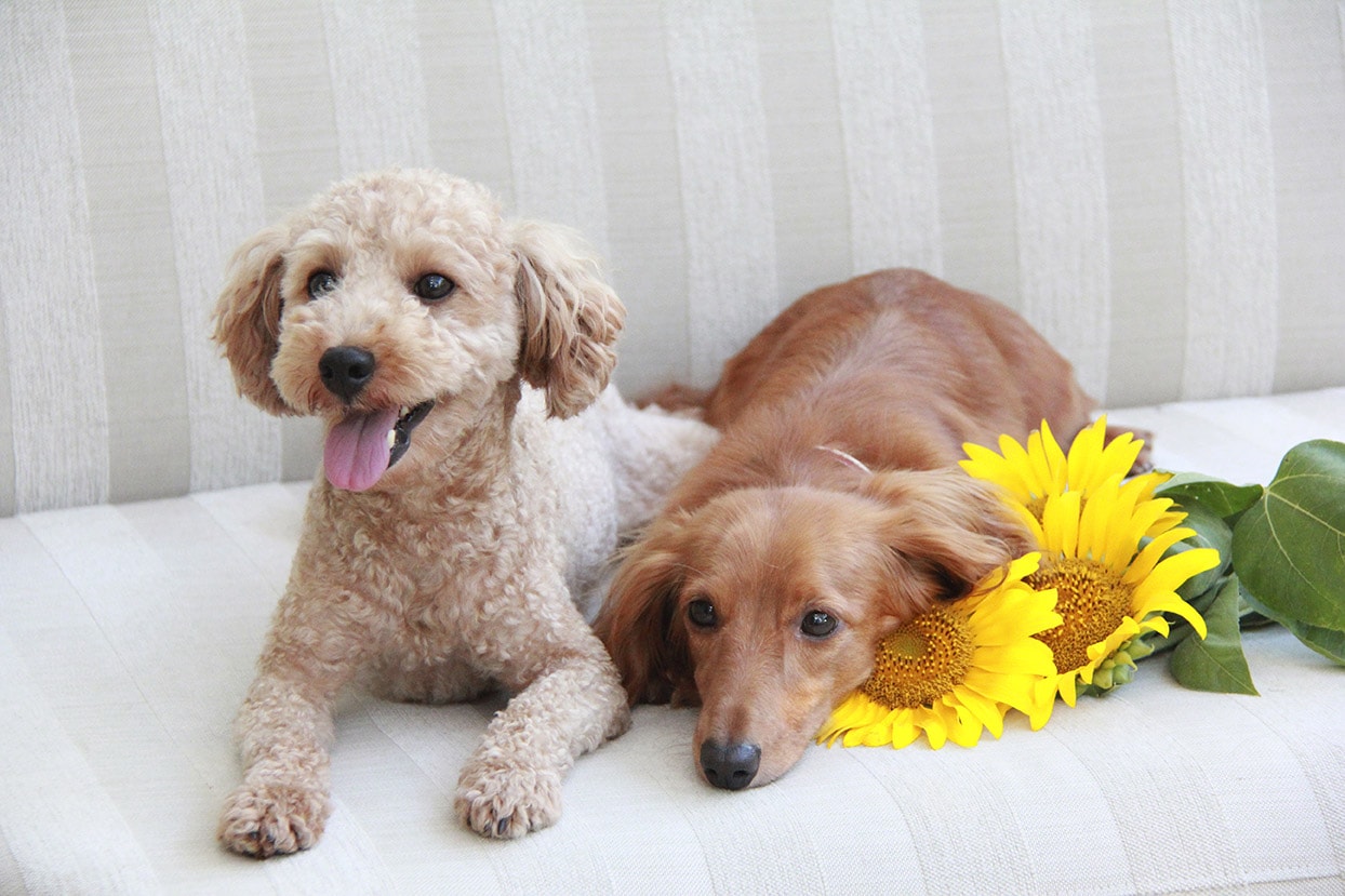 poodle and dachshund
