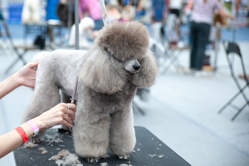 poodle at grooming dog show