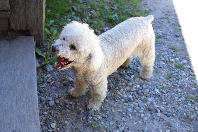 poodle coughing outside