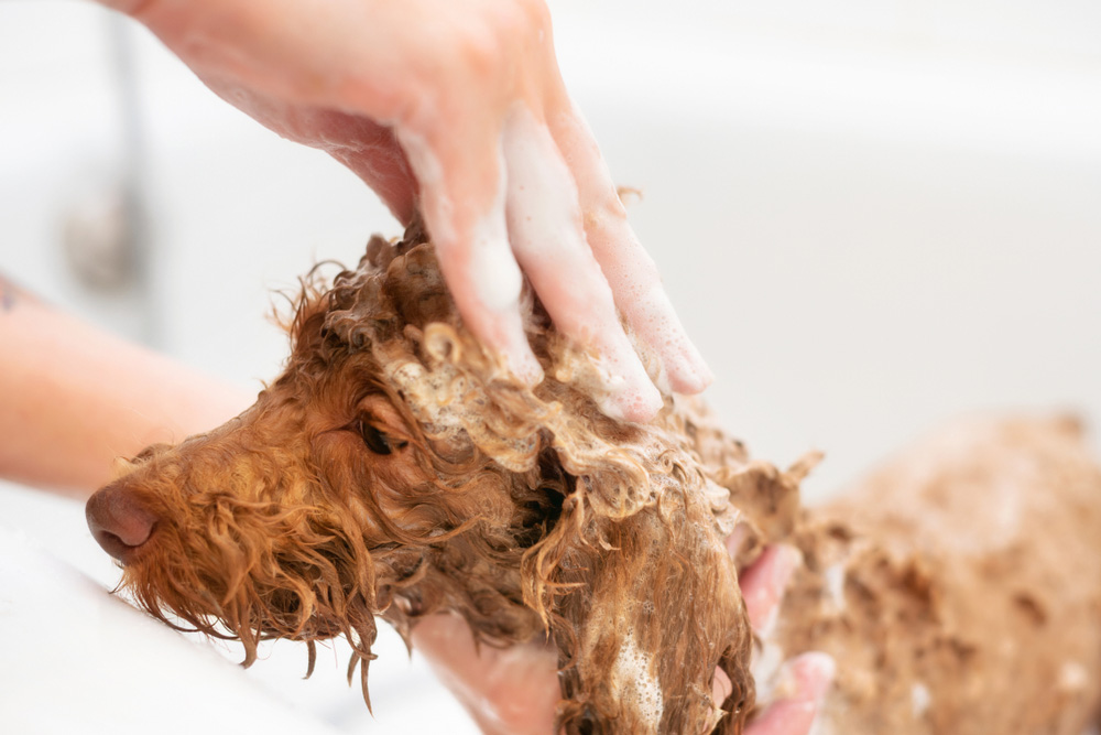 poodle dog getting a bath at grooming salon
