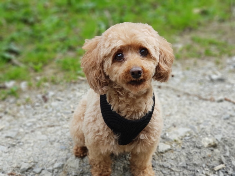 poodle dog sitting
