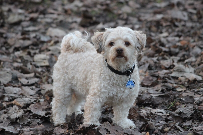 poodle dog standing