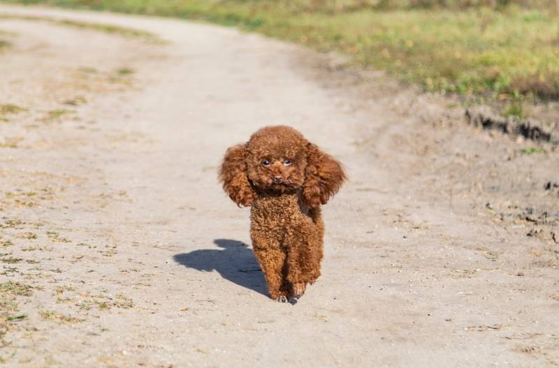 poodle teddy dog playing outdoors