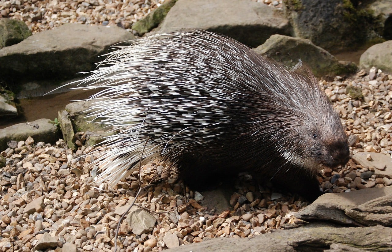 porcupine