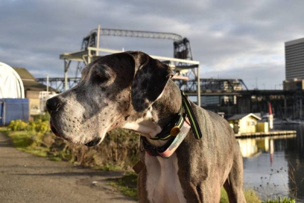 portrait of a merle mantle colored Great Dane dog outdoors