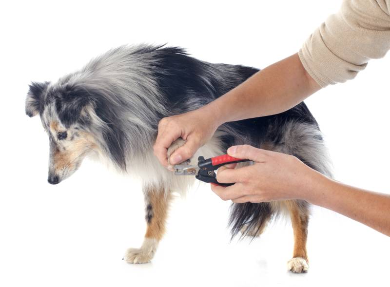 portrait of a purebred shetland dog in front of white background