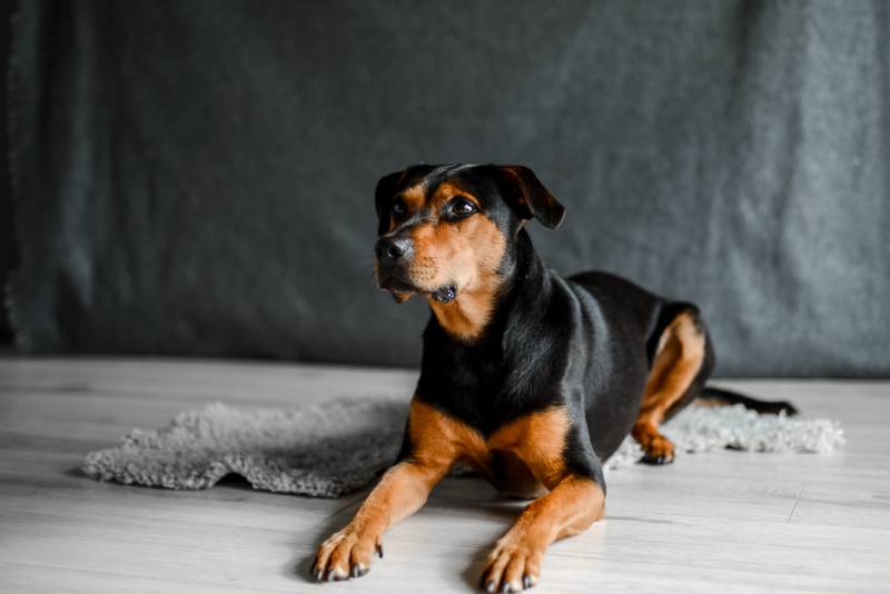 portrait of laying down brown mixed breed dog