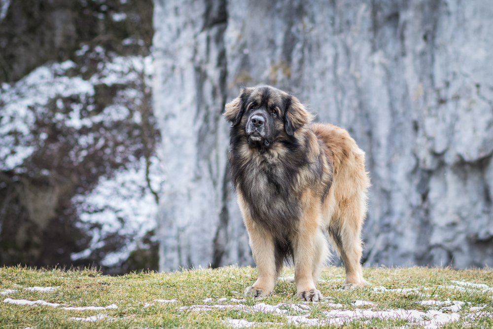 portrait of majestic leonberger