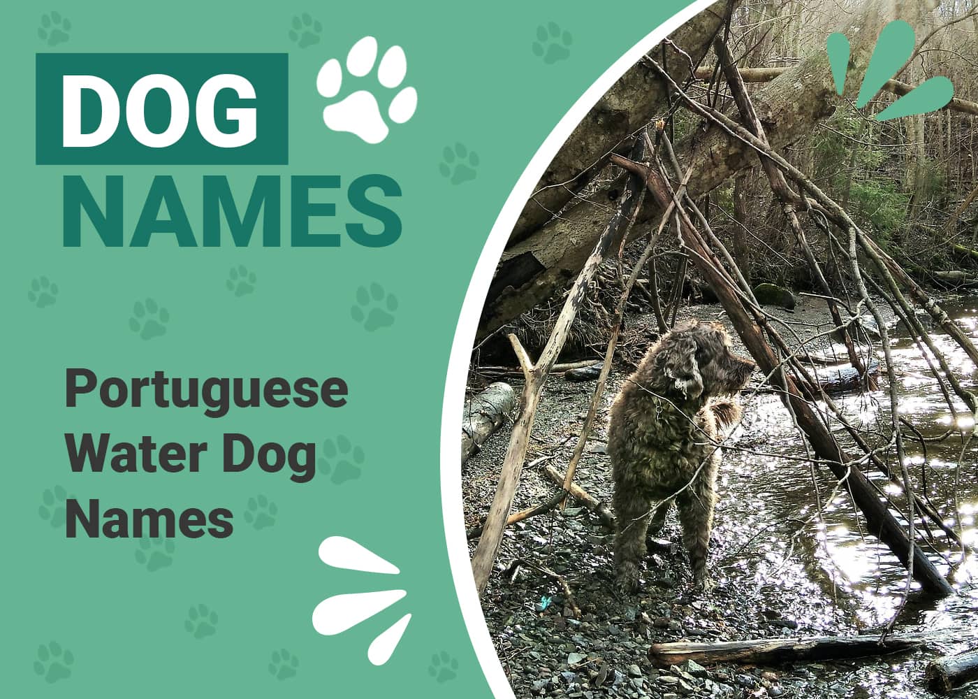 150 Portuguese Water Dog Names Popular Unique Ideas Dogster 150-portuguese-water-dog-names-popular-unique-ideas-dogster