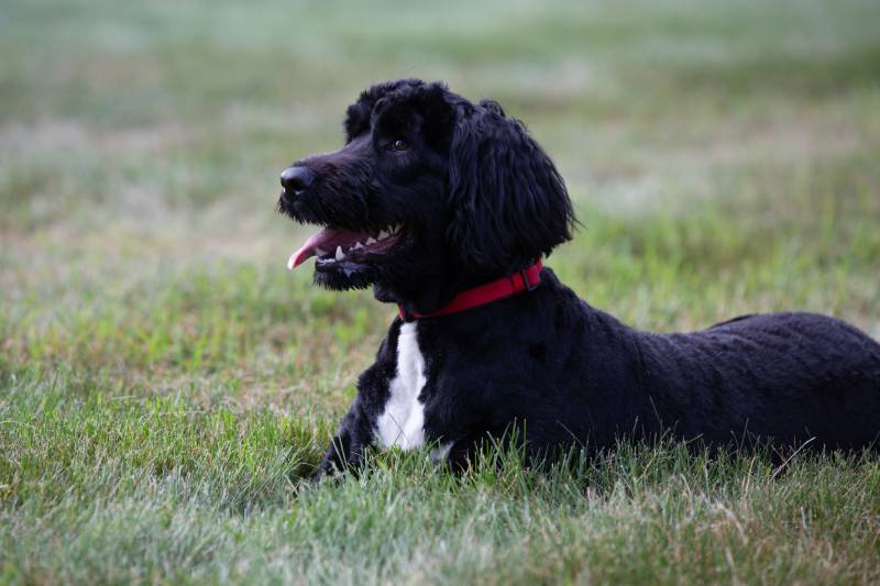 Portuguese Water Dog