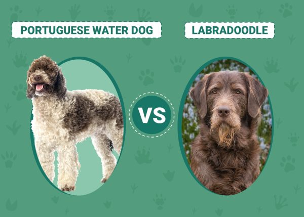 Portuguese Water Dog vs Labradoodle