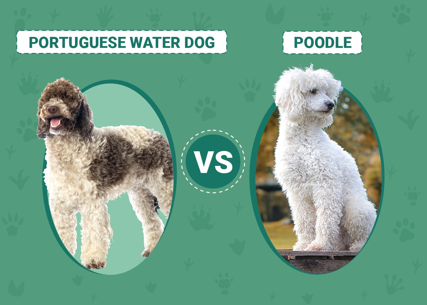 Portuguese Water Dog vs Poodle
