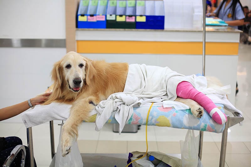 post surgery of a golden retriever in hospital