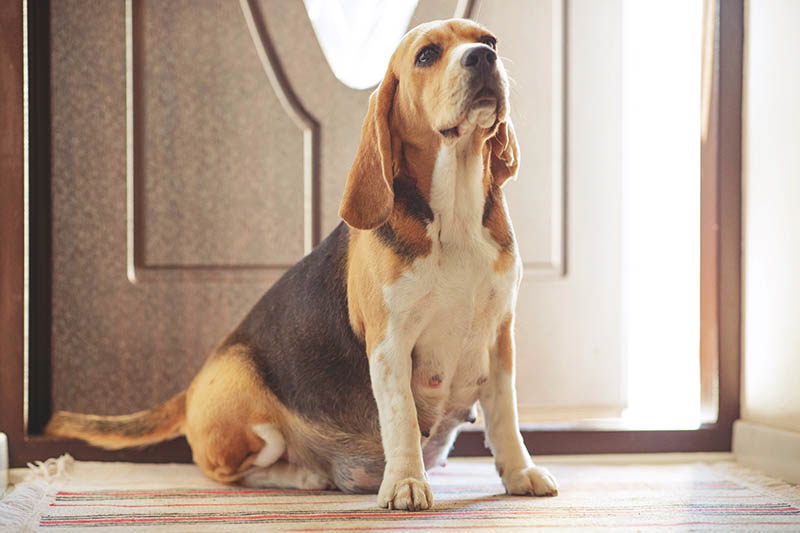 pregnant beagle sitting inside the house