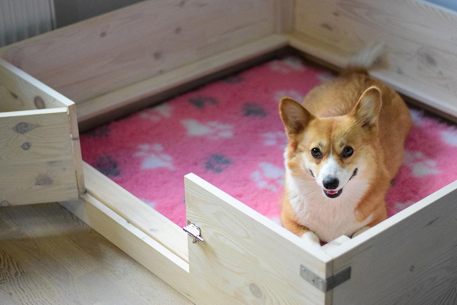 pregnant corgi in a nesting box