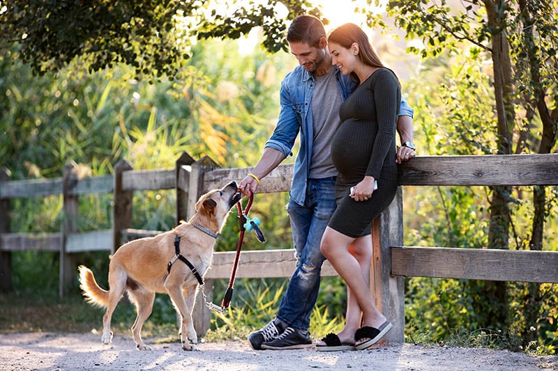 pregnant couple walked their dog