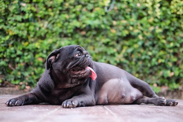 Pregnant pug