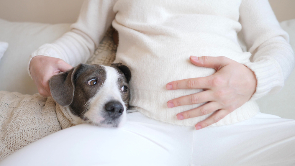 pregnant woman lounging on the couch with her pet dog