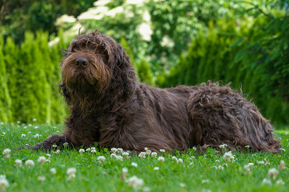 pudelpointer dog lying on the meadow