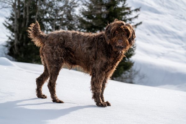 Pudelpointer Dog Breed: Info, Pictures, Facts & Traits – Dogster