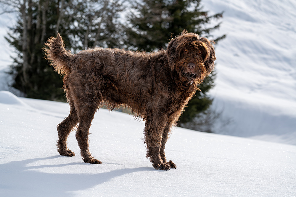 pudelpointer dog standing on the snow