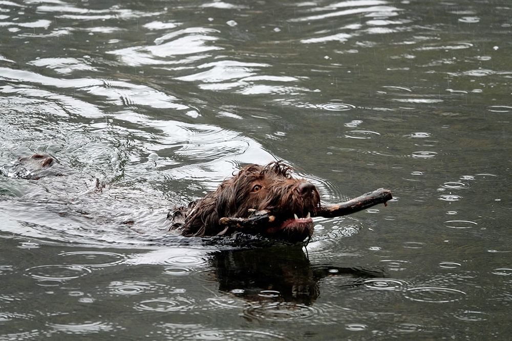 pudelpointer dog swimming on the lake with stick