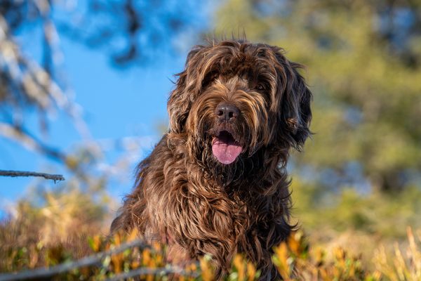 pudelpointer dog