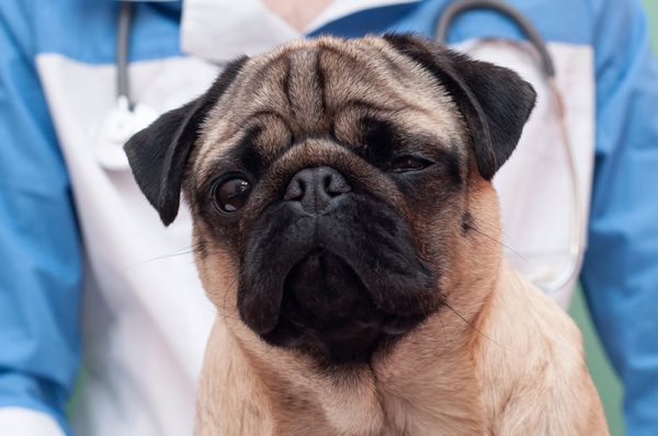 pug dog at the vet clinic