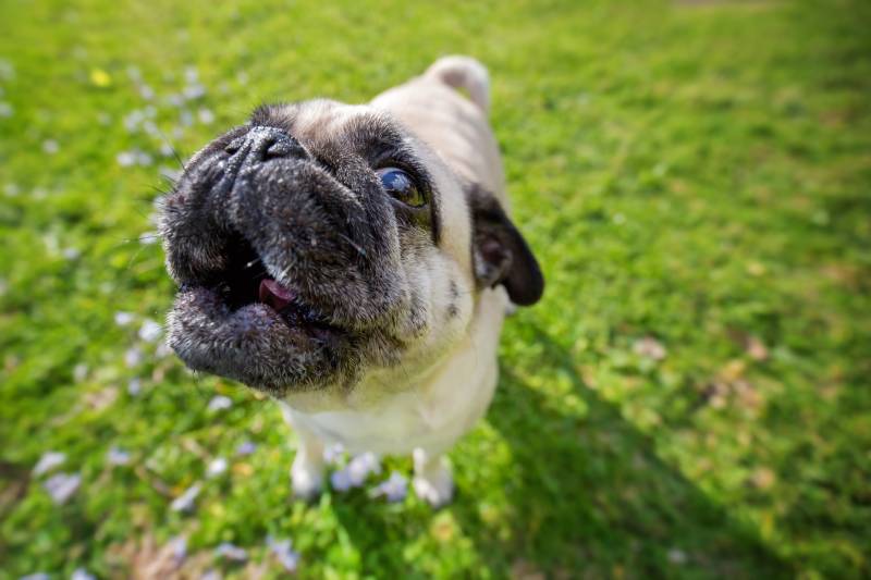 pug dog howling outdoors