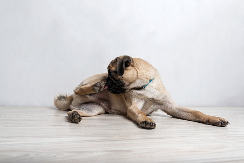 pug dog lying on the floor and licks its paw