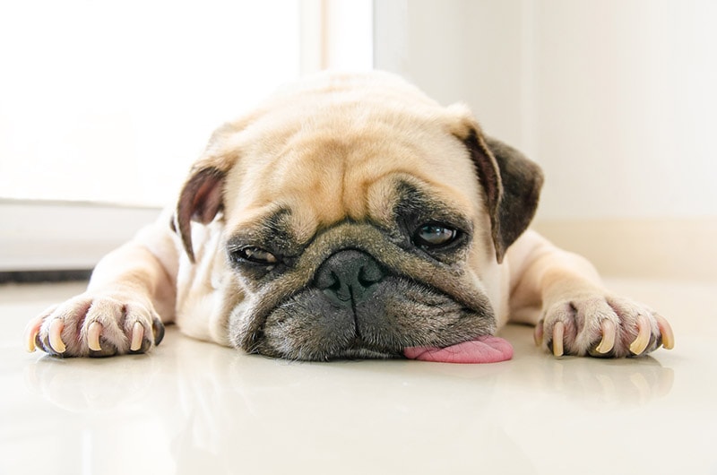 pug dog lying on the floor