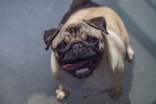 pug dog sitting on the floor looking up on the camera