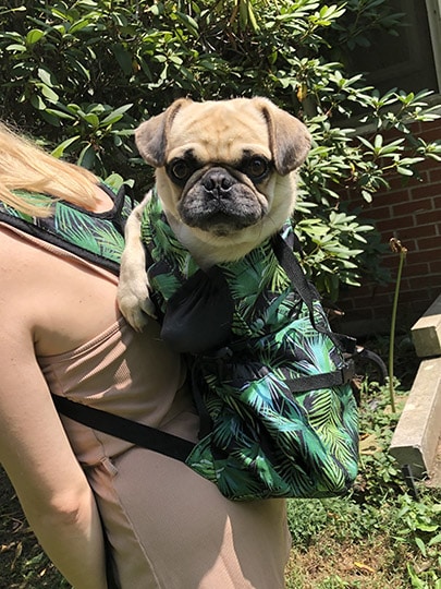 pug in a K9 Sport Sack Air 2 Tropical