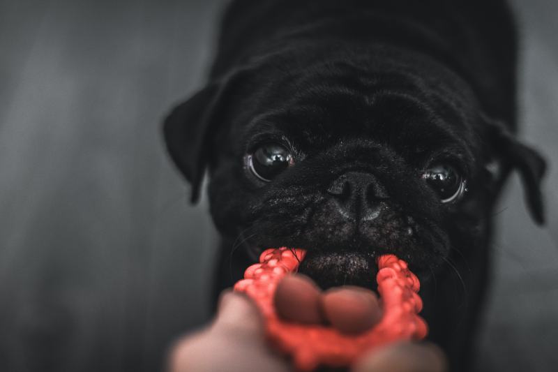 pug playing